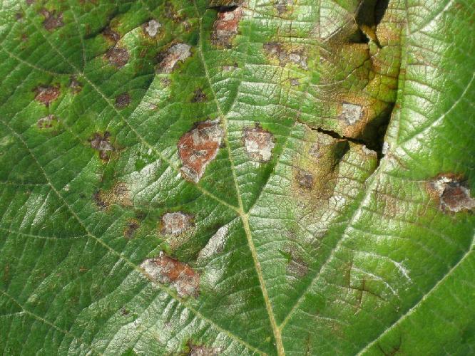 Pseudomonas syringae pv. actinidiae, sintomi su foglie di kiwi giallo